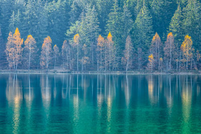 Scenic view of lake in forest