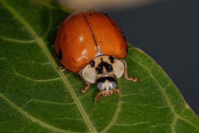 Close-up of ladybug on leaf