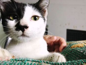 Close-up portrait of cat at home