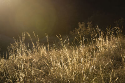 Close-up of grass on field at night