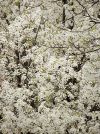 Full frame shot of tree