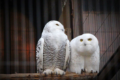 Close-up of birds perching on wood