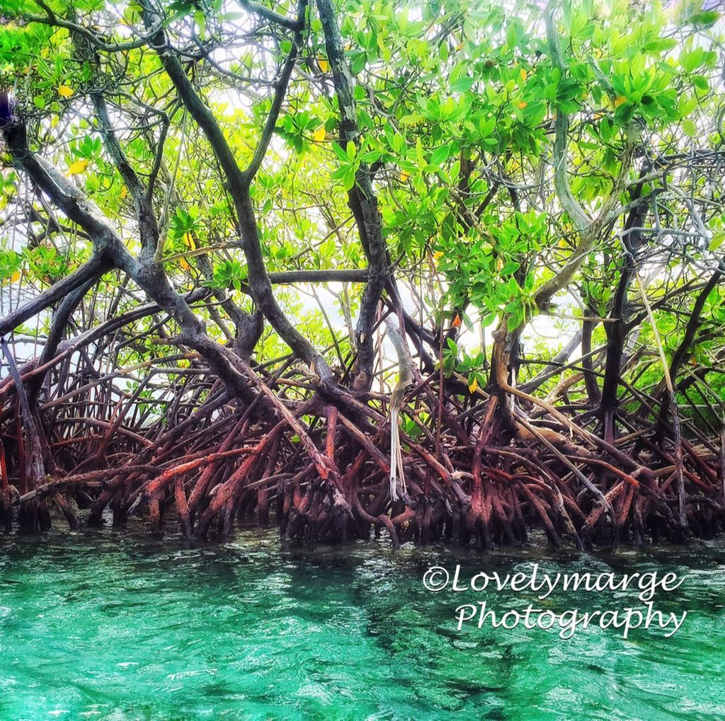 water, tree, waterfront, green color, nature, growth, tranquility, beauty in nature, day, river, rippled, branch, forest, outdoors, tranquil scene, scenics, tree trunk, green, no people, sea