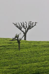 Tree on field against clear sky