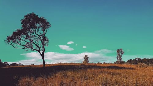 Plant growing on field against sky