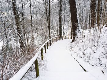 Bare trees in snow covered landscape