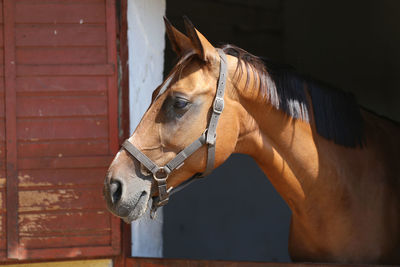 Close-up of horse in stable