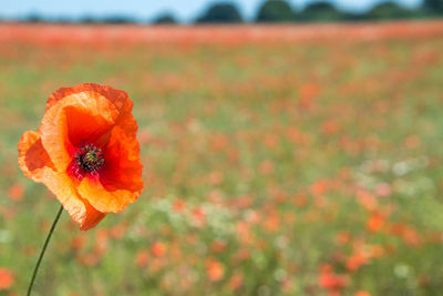 Close-up of orange poppy on field