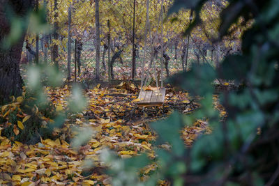 Plants and trees in forest during autumn