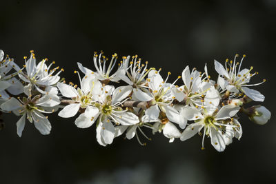 Close-up of white cherry blossoms