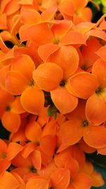 Close-up of flower