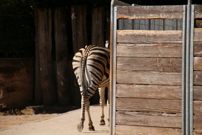 Rear view of zebra walking in zoo