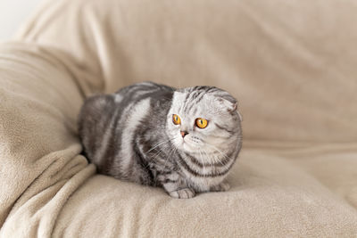 Close-up of cat resting on bed