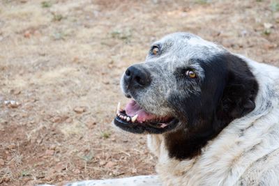 Close-up of dog