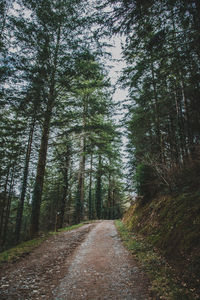 Road amidst trees in forest