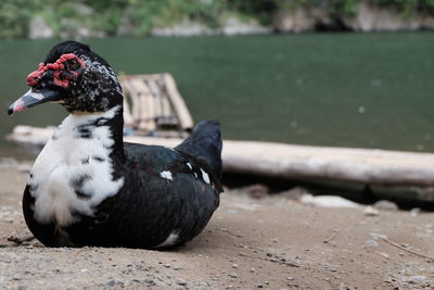 Close-up of duck on lake