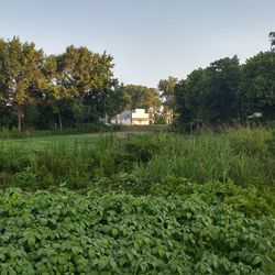 Scenic view of grassy field against sky