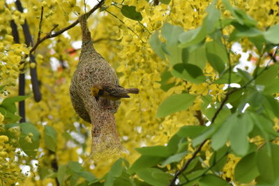 Low angle view of a bird on branch