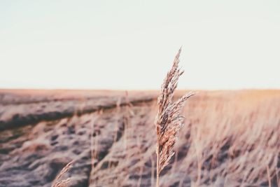 Close-up of wheat growing on field against clear sky