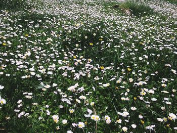 White flowering plants on field