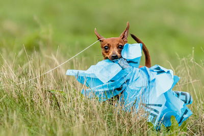 Portrait of dog on field