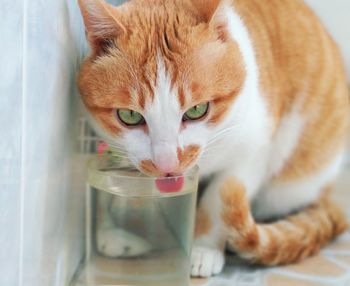 Close-up portrait of ginger cat in water