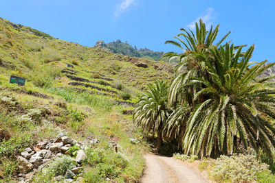 Mountain trail in anaga park of tenerife, spain