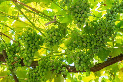 Close-up of grapes growing in vineyard