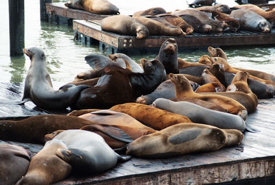 High angle view of sea lion on water