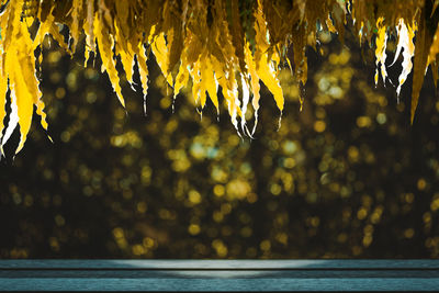 Close-up of plant against sea