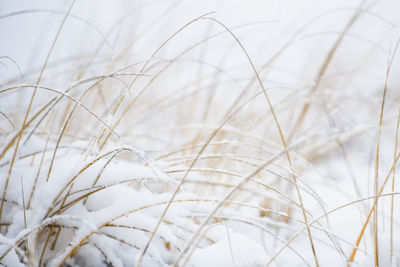 Snow covered beach grass during winter snow