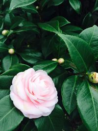 Close-up of pink rose