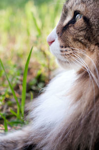 Close up of a face of a sun-kissed profile of a norwegian forest cat sitting outdoor