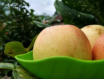 Close-up of fruits in bowl