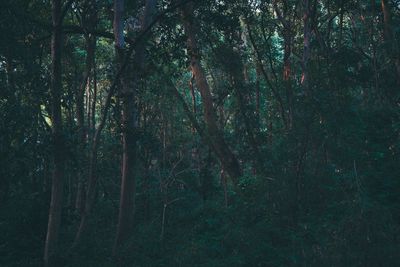 Trees in forest