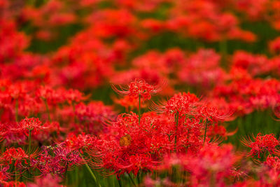 Close-up of red flowering plants