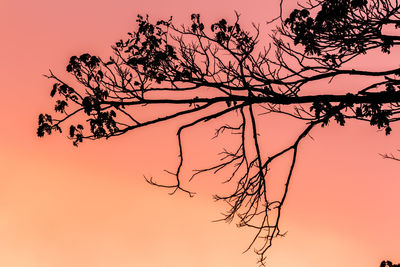 Low angle view of silhouette tree against sky during sunset