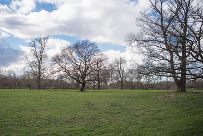 Trees on field against sky