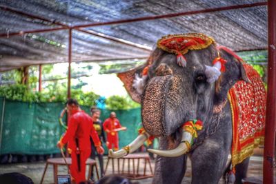 View of elephant in zoo