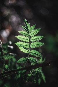 Close-up of fresh green plant