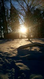 Sunlight streaming through trees during winter