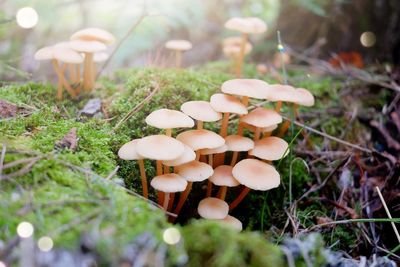 Close-up of mushrooms growing on field