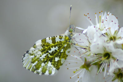 Close-up of butterfly on white flowering plant
