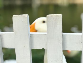 Close-up of bird perching on wooden post
