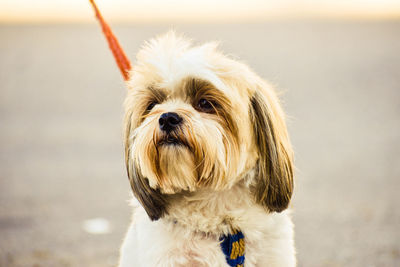 Close-up portrait of dog