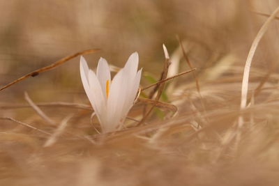 Close-up of white crocus blooming outdoors