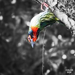 Close-up of parrot perching on branch