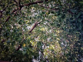 Close-up of fresh flowers on tree