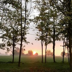 Trees on field against sky at sunset