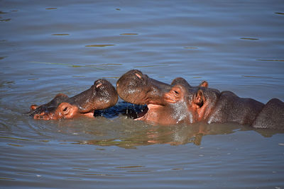Hippopotamus fighting in water